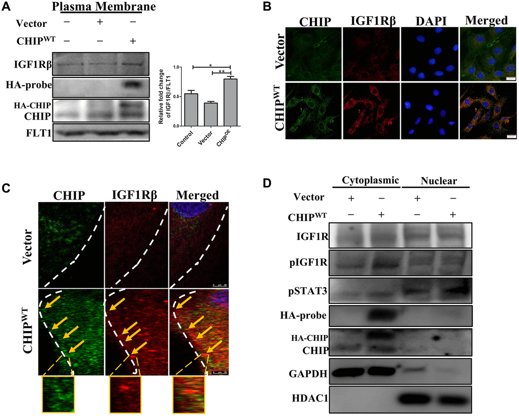 Colocalization of IGF1R with co-chaperone CHIP in rADSCs. (A) Level of IGF1Rβ in the membrane isolates was measured by Western blotting after overexpression of HA-vector/HA-CHIP wild-type for 24 h in rADSCs. (B) Cellular localization of CHIP and IGF1Rβ with or without CHIP overexpression in rADSCs. Scale bars = 20 μm. (C) Confocal microscope analysis to indicate the CHIP (green color-left) and IGF1Rβ (red color-middle) expression and colocalization (orange color-right) with or without CHIP overexpression in rADSCs. Scale bar = 10 μm. (D) Western blot analysis indicates that the cytoplasmic and nuclear extraction of various proteins expression, respectively. (N = 3; *p **p 