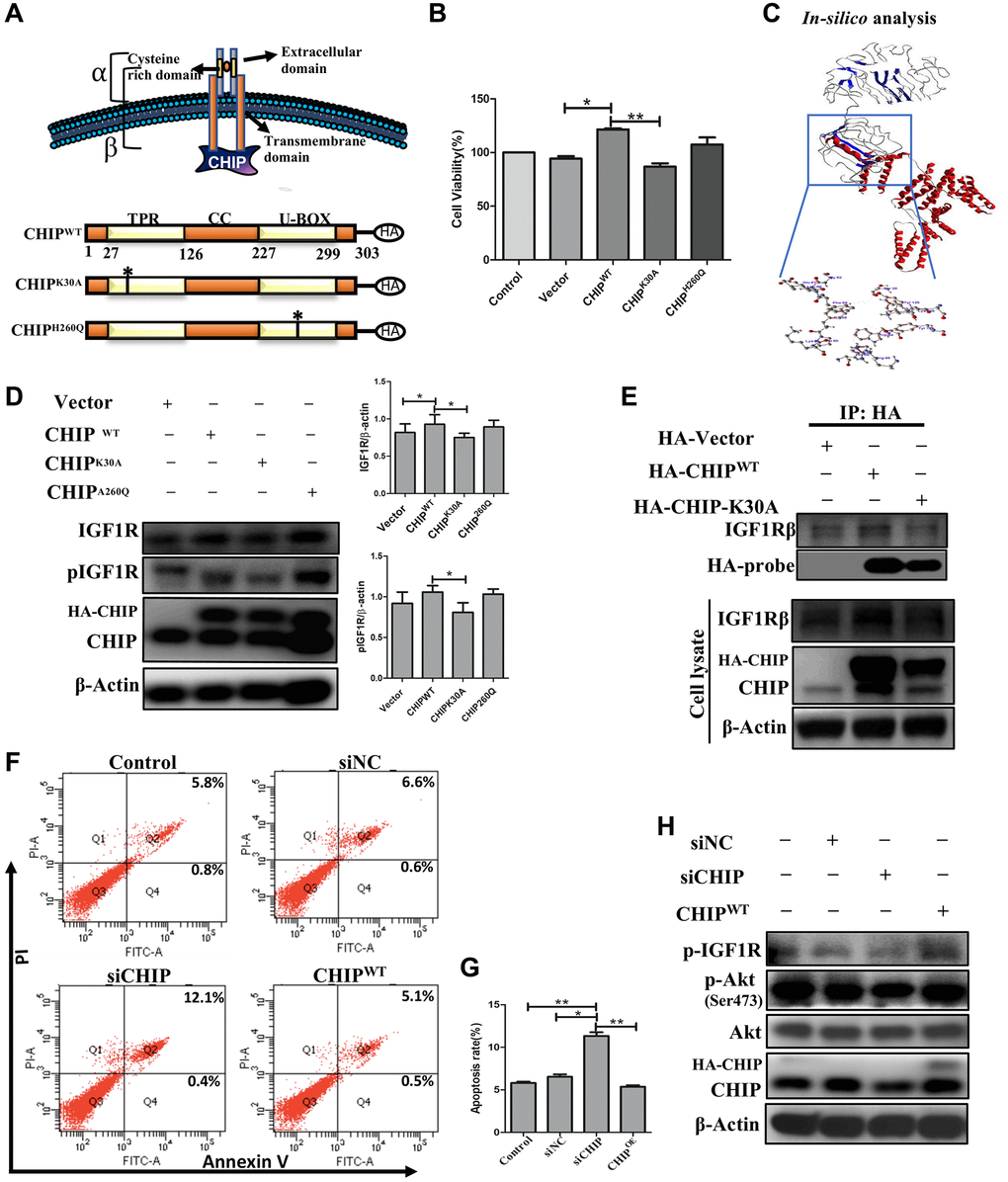 Interaction of co-chaperone TPR domain of CHIP (CHIP-TPR) with IGF1Rβ. (A) Schematic representation of CHIP and IGF1Rβ interaction. The lower figure indicates the CHIP wild-type and point mutation plasmids. (B) Cell viability rate was measured by MTT assay after transfection of HA-vector, HA-CHIP, and mutants of HA-CHIP (K30A, and H260Q) for 24 h. (C) The docking analysis showed the interaction between CHIP-TPR domain and IGF1Rβ. (D) rADSCs were transfected by HA-vector, HA-CHIP wild-type, and HA-CHIP two mutants (K30A, and H260Q) for 24 h and analyzed by Western blotting. (E) Co-immunoprecipitation (co-IP) analysis was performed by using rADSCs after transfection of HA-vector, HA-CHIP wild-type, and HA-CHIP-K30A for 24 h. (F, G) The apoptotic cells were analyzed by using a flow cytometer. (H) rADSCs were knocked down with siCHIP for 24 h and analyzed by Western blotting. (N = 3; *p **p 