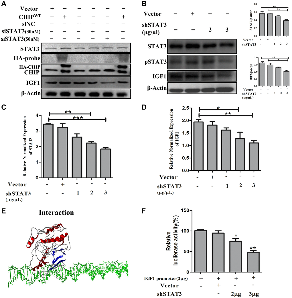 STAT3 induces transcriptional activation of IGF1 in rADSCs. (A) The dose-dependent inhibition of STAT3 for 24 h in rADSCs. (B) Knockdown of STAT3 by transfection of shSTAT3 for 24 h and its expression levels by immunoblot analysis. (C, D) The mRNA expression levels of STAT3 and IGF1 were determined by qRT PCR analysis. (E) In silico study illustrated the interaction between STAT3 and IGF1 promoter levels. (F) Transfection with PGL4-IGF1 promoter plasmid and silencing STAT3 expression with shSTAT3 for 24 h and further analysis by luciferase activity. (N = 3; *p **p ***p 