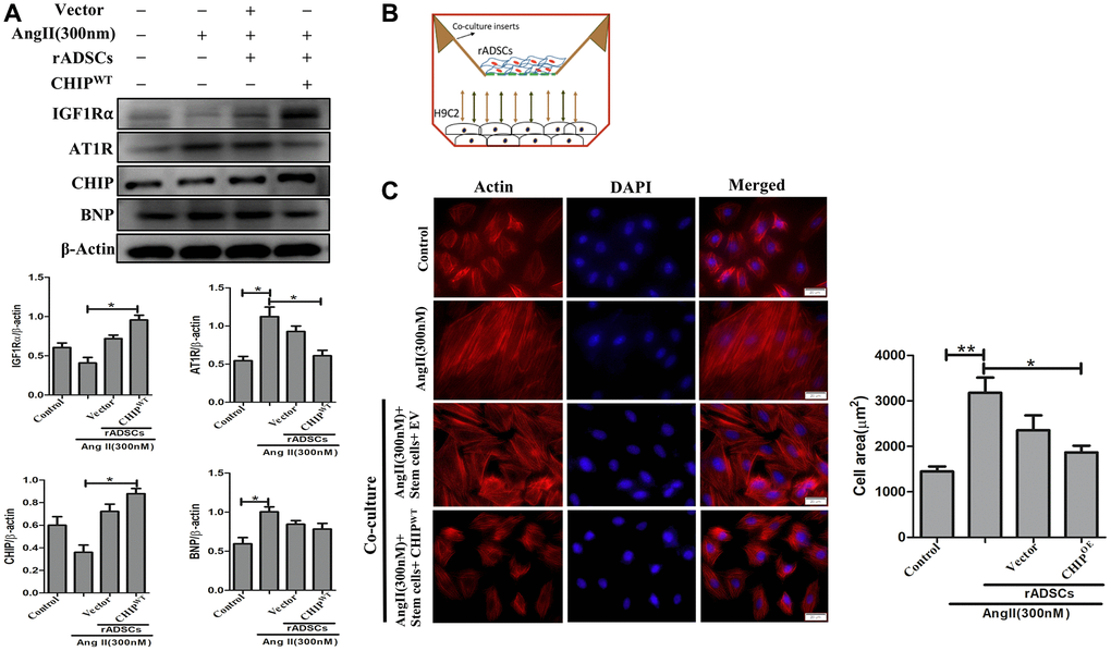 CHIP-overexpressing ADSCs attenuate Ang II-induced hypertrophy in H9c2 cells. (A) The co-culture analysis with rADSCs and H9c2 to determine the expression levels of survival and hypertrophic markers in H9c2 cells. (B) The schematic diagram of the co-culture technique showing rADSCs in the upper chamber and H9c2 cells in the bottom chamber. (C) Rhodamine-phalloidin staining measures the area of H9c2 cells after being challenged with Ang II for 24 h. Scale bar = 20 μm. (N = 3; *p **p 