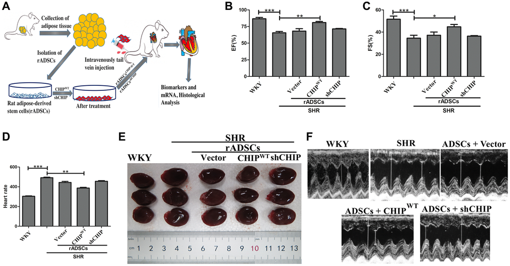 Transplantation of CHIP-overexpressing ADSCs (rADSCCHIP-WT) regulates cardiac function in the aging-SHR model. (A) The schematic diagram illustrates the method for ADSC isolation and their transplantation into aging-SHR. (B, C) EF (%) and %FS were measured through echocardiographic analysis on WKYs, SHRs, and stem cell treated SHRs (N = 3). (D) Heart rate was measured by tail-cuff method of different experimental groups (N = 7). (E) Morphological assessments of rat hearts from different experimental groups, (N = 3). (F) The LVIDd and LVIDs obtained by echocardiographic analysis of different experimental groups, respectively. (*p **p ***p 