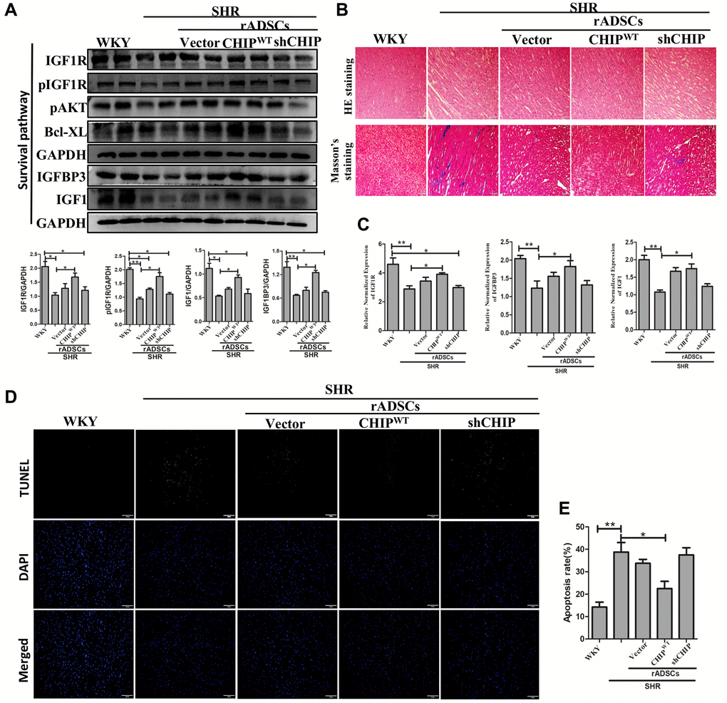 CHIP-overexpressing ADSCs (rADSCCHIP-WT) in the aging-SHR model inhibit cardiac remodeling. (A) The immunoblotting detects the survival markers expression of heart tissue in different experimental groups after the transplantation. (B) Hematoxylin-eosin (HE) staining (upper panel) and Masson's trichrome staining (lower panel) were performed to evaluate tissue arrangement and collagen accumulation in different experimental groups. Scale bar = 100 μm. (C) Heart tissue mRNA expression levels of IGF1R, IGFBP3, and IGF1 in WKY, SHR, and SHR-treated groups were analyzed by qRT PCR analysis. (D, E) TUNEL assay to detect the apoptosis rate of different experimental groups. (N = 3; *p **p 