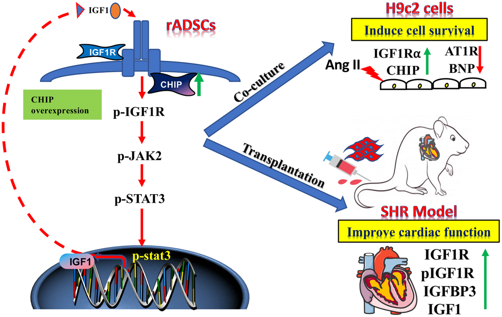 The schematic diagram demonstrating the association of elevated levels of co-chaperone CHIP with better therapeutic benefits of rADSCs. Co-chaperone CHIP overexpression on rADSCs regulates the IGF1 secretion. Furthermore, transplantation of engineered rADSCs in aging-SHR model augments the cardioprotective effects and suppresses cardiac remodeling.