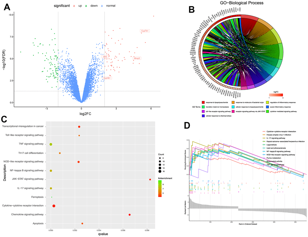 (A) Volcano scatter plot of the genes analyzed by limma algorithm. (B) Biological functions about the up-regulated DEGs. (C, D) Aberrantly activated signaling pathways analyzed by KEGG, GSEA, respectively.