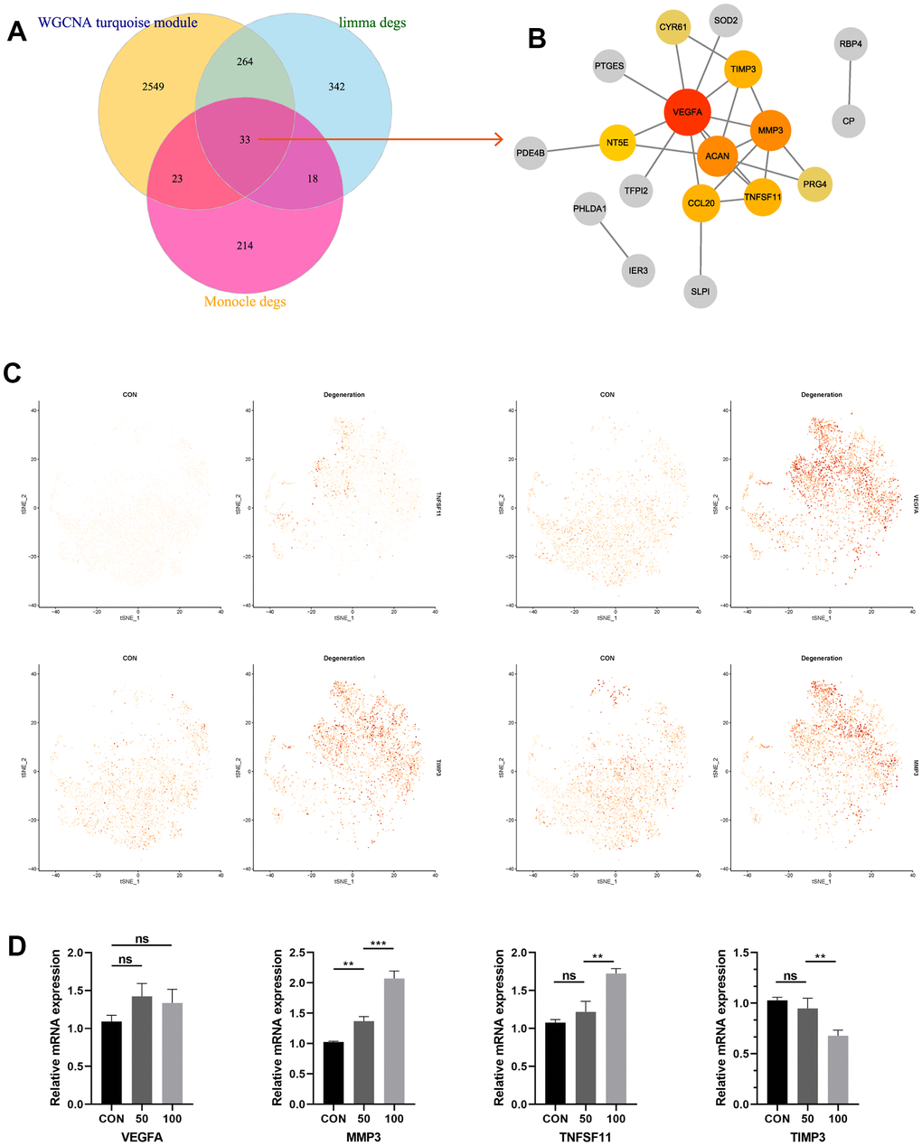 (A) Venn diagram suggesting 33 genes were commonly expressed genes in three parts. (B) PPI construction of the commonly expressed genes to identify the most significant hub genes. (C) Featureplot visualization about the hub genes between degeneration and non-degeneration group at single-cell resolution. (D) Relative mRNA expression levels of the four hub genes in the control and degeneration groups.