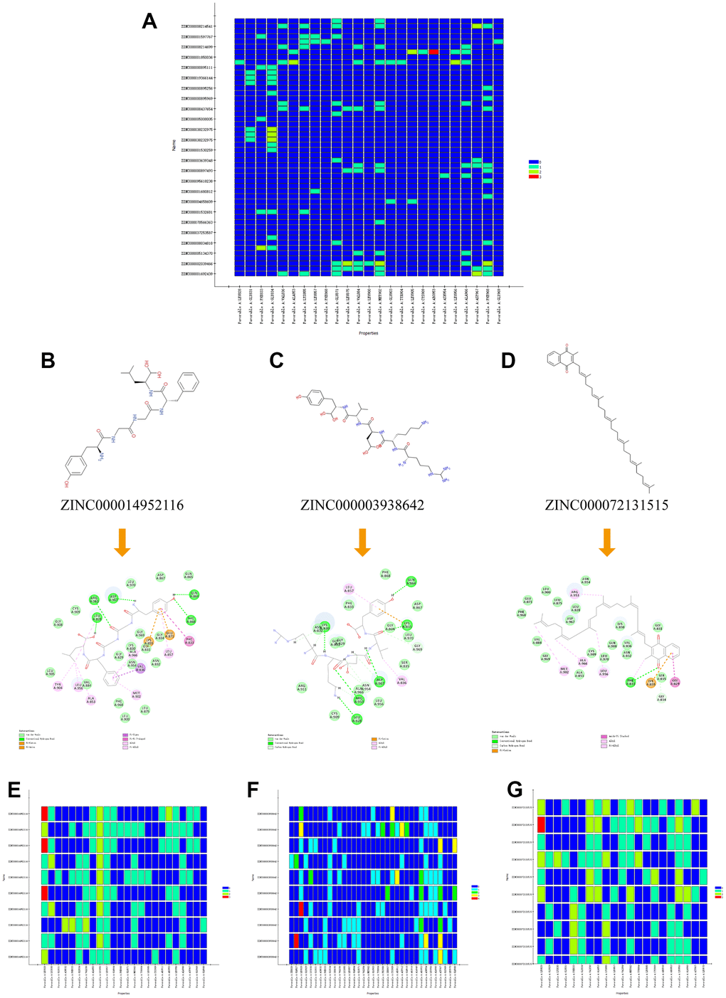 (A) Residues interaction roles heatmap based on the top 50 compounds from Libdock module. (B–D) Detailed intermolecular interactions between ZINC000014952116-JAK3, ZINC000003938642-JAK3 and ZINC000072131515-JAK3, respectively. (E–G) Residues interaction roles heatmap of ZINC000014952116-JAK3, ZINC000003938642-JAK3, and ZINC000072131515-JAK3 complex.