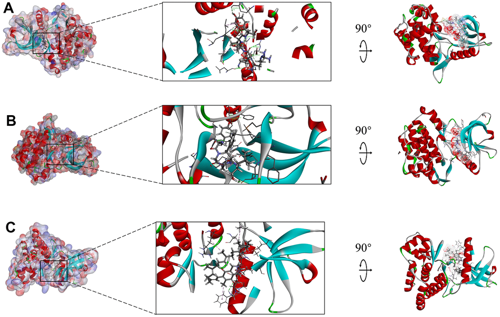 Schematic drawing of interactions between ligands and JAK3, the surface of binding area was added, blue represented positive charge, red represented negative charge, and ligands were shown in sticks, the structure around the ligand-receptor junction was shown in thinner sticks. (A) ZINC000014952116-JAK3 complex, (B) ZINC000003938642-JAK3, and (C) ZINC000072131515-JAK3 complex.