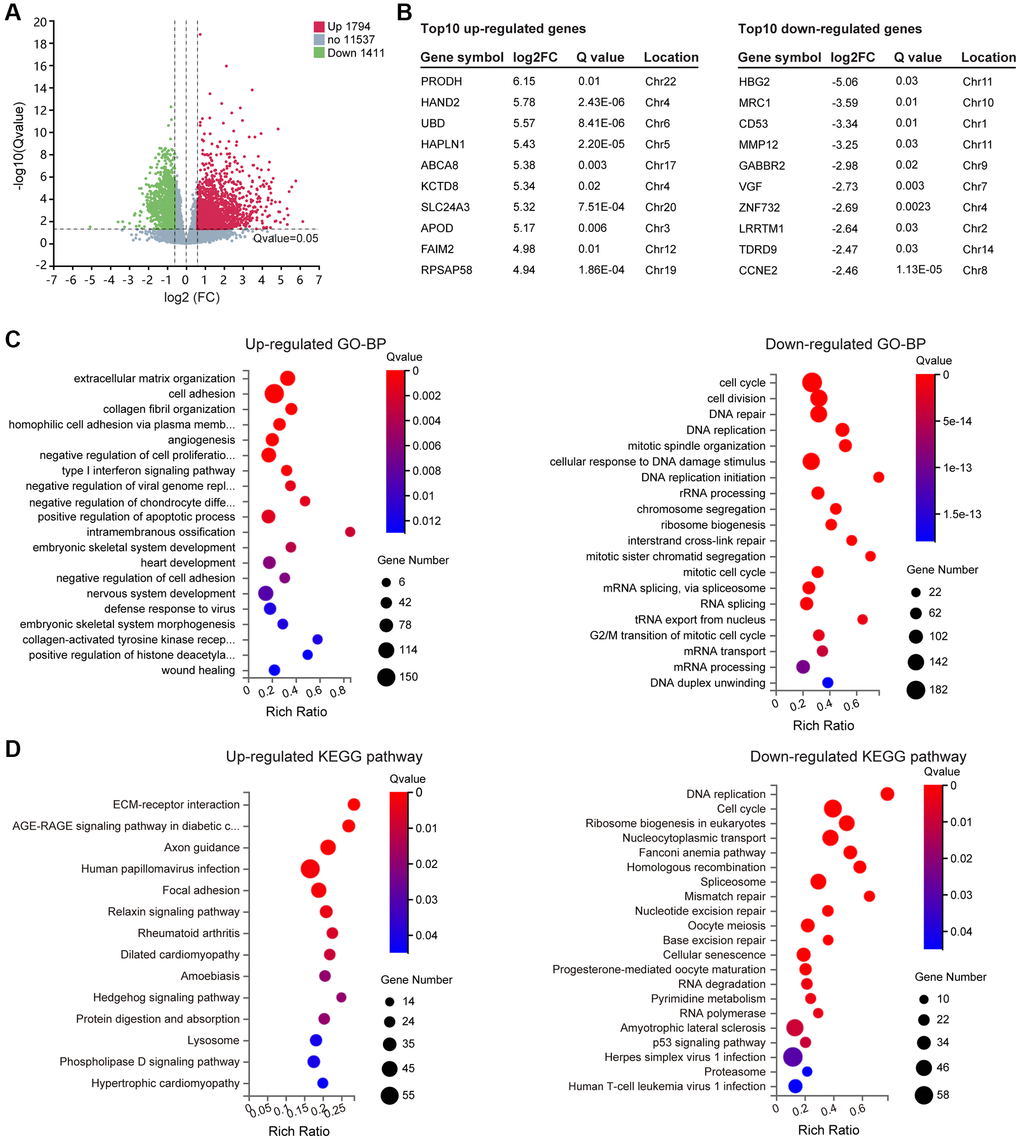 Differentially expressed genes (DEGs) screening and enrichment analysis. (A) Volcano plot of all expressed genes in Normal versus Trisomy. DEGs were filtered through the Fold change ≥1.5 and Q value ≤ 0.05. Dots represent individual genes, with upregulated genes in red, downregulated genes in green and others in gray. (B) List of the top 10 up- and downregulated genes in the DEG gene set. (C) GO enrichment of biological processes (BP) analysis of annotated DEGs; the top 20 are listed. (D) KEGG pathway enrichment analysis of annotated DEGs.