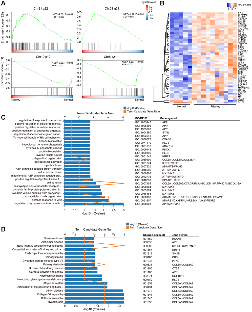 HSA21-related DEG enrichment. (A) Gene set enrichment analysis (GSEA) of all expressed genes in the “C1:positional” gene sets collection of MSigDB (Broad Institute). Abbreviations: ES: enrichment score; FDR: false discovery rate (adjusted p value). (B) Heatmap of the expression level of the DEGs on HSA21 (blue, low; red, high expression). (C) Enriched GO-BP terms and involved genes of annotated DEGs on HSA21. (D) KEGG disease enrichment analysis of annotated DEGs on HSA21.