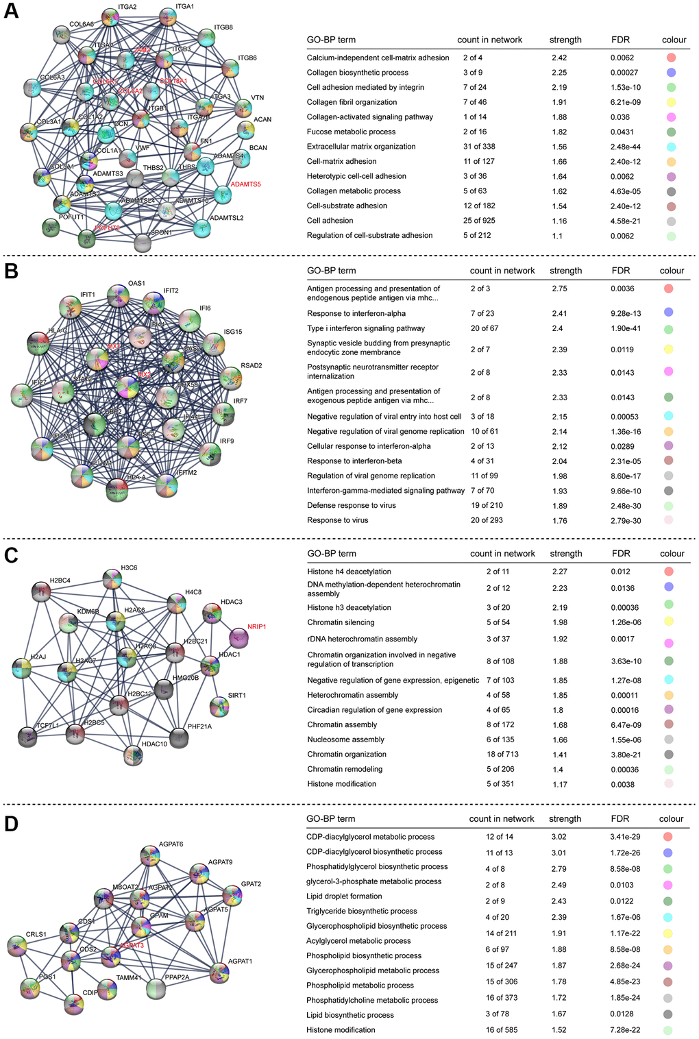STRING protein network analysis of upregulated genes. (A–D) Different networks clustered in the upregulated genes. Dots indicate interacting proteins, and colours denote GO-BP terms enriched in each network. The HSA21-related genes are marked in red.