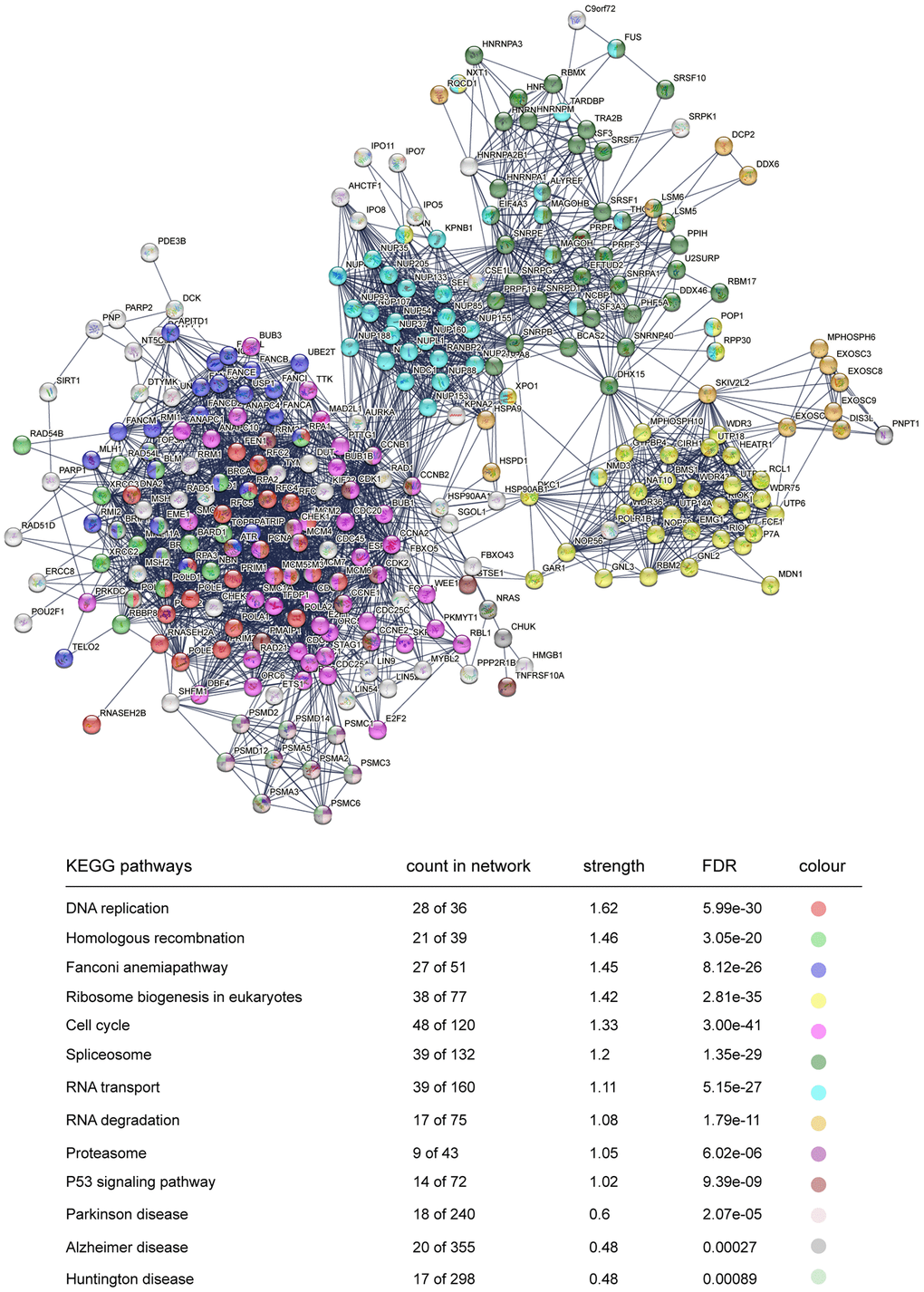 STRING protein network analysis of downregulated genes. Interacted proteins are clustered and marked with different colours, representing enriched KEGG pathways.