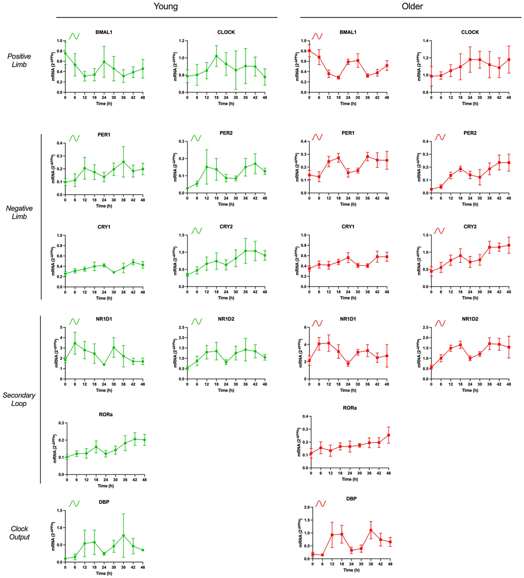 mRNA expression of components of core clock mechanism are rhythmic in human adipose-derived progenitor cells (APCs) from young and older participants. APCs were synchronized with 30% fetal bovine serum (FBS) for two hrs and treated with vehicle for 12 hrs. RNA was extracted from APCs, harvested every six hrs from 12 to 60 hrs post-synchronization. Abundance of transcripts of core clock gene components was quantified by RT-PCR and normalized to Peptidylprolyl isomerase A (PPIA). Data are presented as mean ± SEM. When ARSER analysis detected a significant rhythm (P