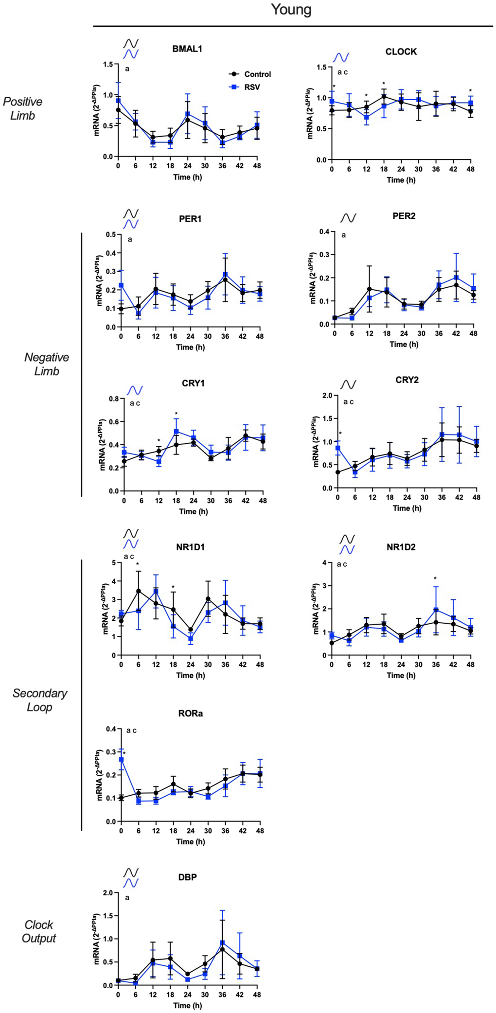 Resveratrol increases in vitro rhythmic mRNA expression of core clock components in human adipose-derived progenitor cells (APCs) from young participants. Time course analysis of in vitro rhythmic gene expression profiles in APCs from young after RSV treatment (blue) vs. control conditions (black). APCs were synchronized with 30% fetal bovine serum (FBS) for two hrs and treated with vehicle for 12 hrs. RNA was extracted from APCs, harvested every six hrs from 12 to 60 hrs post-synchronization. Abundance of transcripts was quantified by RT-PCR and normalized to Peptidylprolyl isomerase A (PPIA). Data are presented as mean ± SEM. When ARSER analysis detected a significant rhythm (PPPP