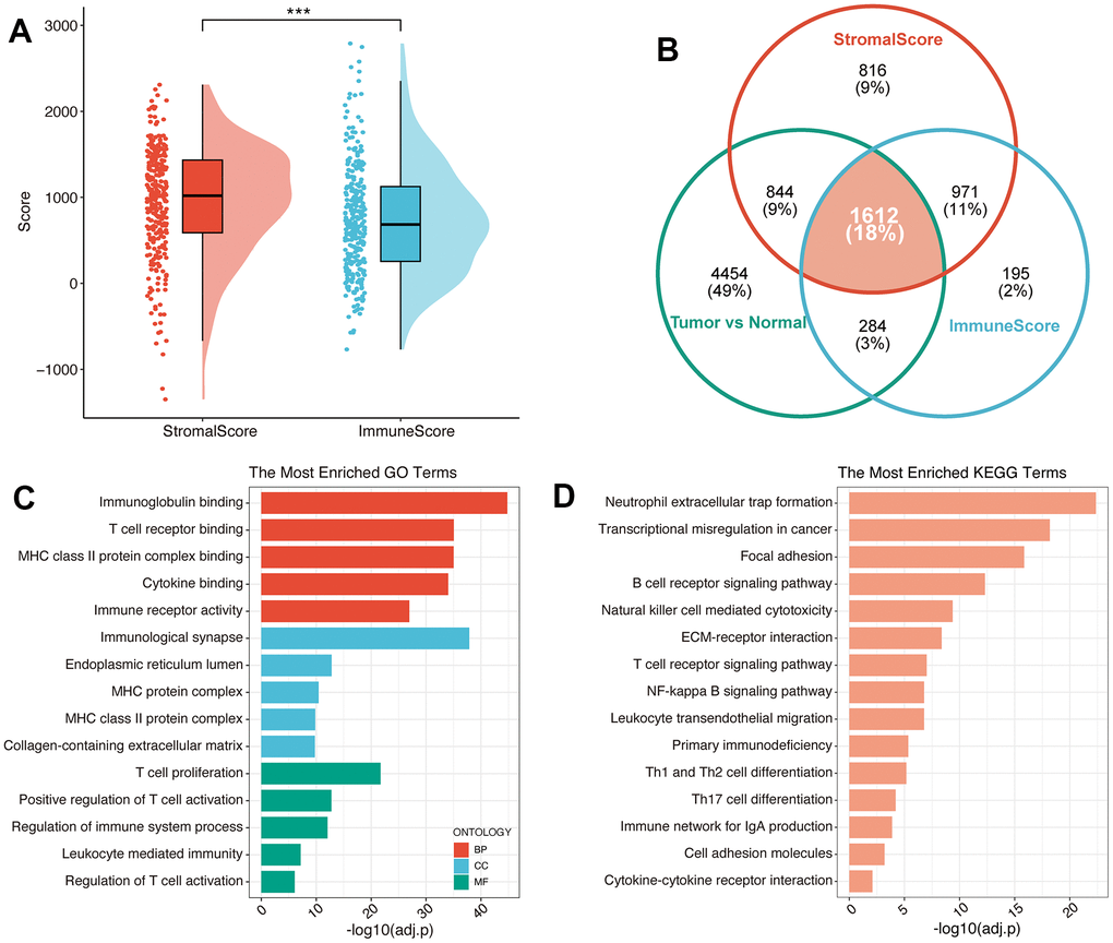 Identification of immune-related genes in PC. (A) The results of ESTIMATE on the meta-cohort. (B) Venn plot exhibited the converged IRGs. GO (C) and KEGG (D) analysis of IRGs.