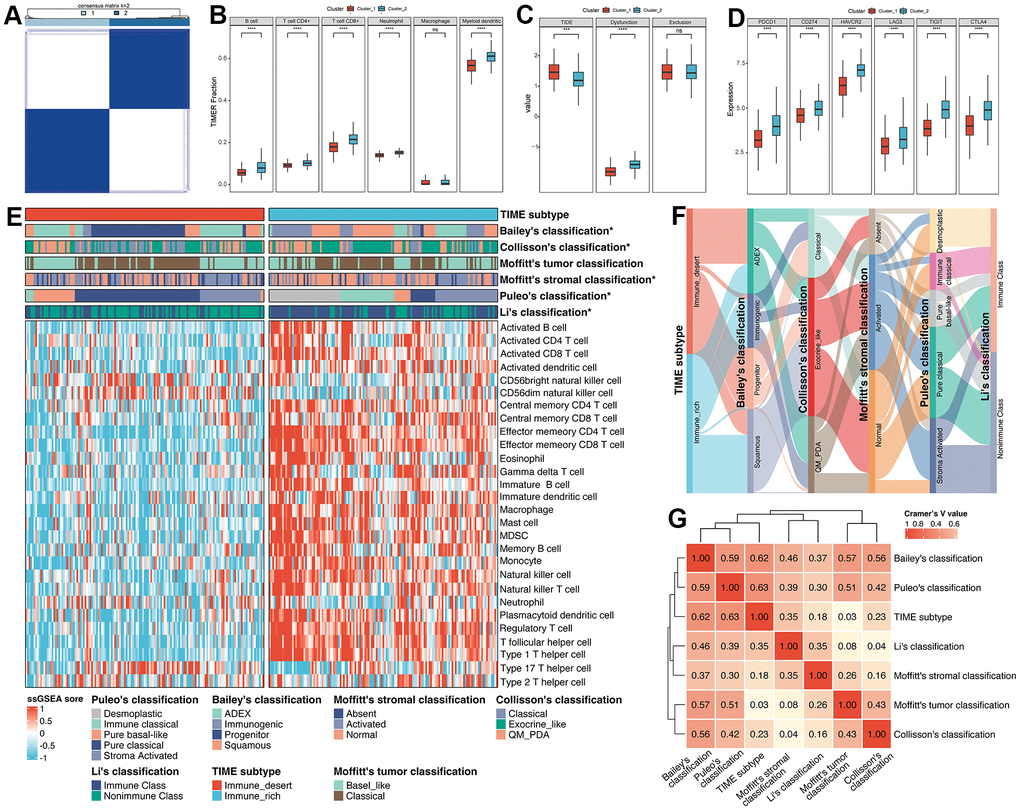 Exploration of the relationships between the regulation of immune cells and clusters. (A) Unsupervised consensus clustering based on 1612 IRGs. (B) The fractions of immune cells between Cluster