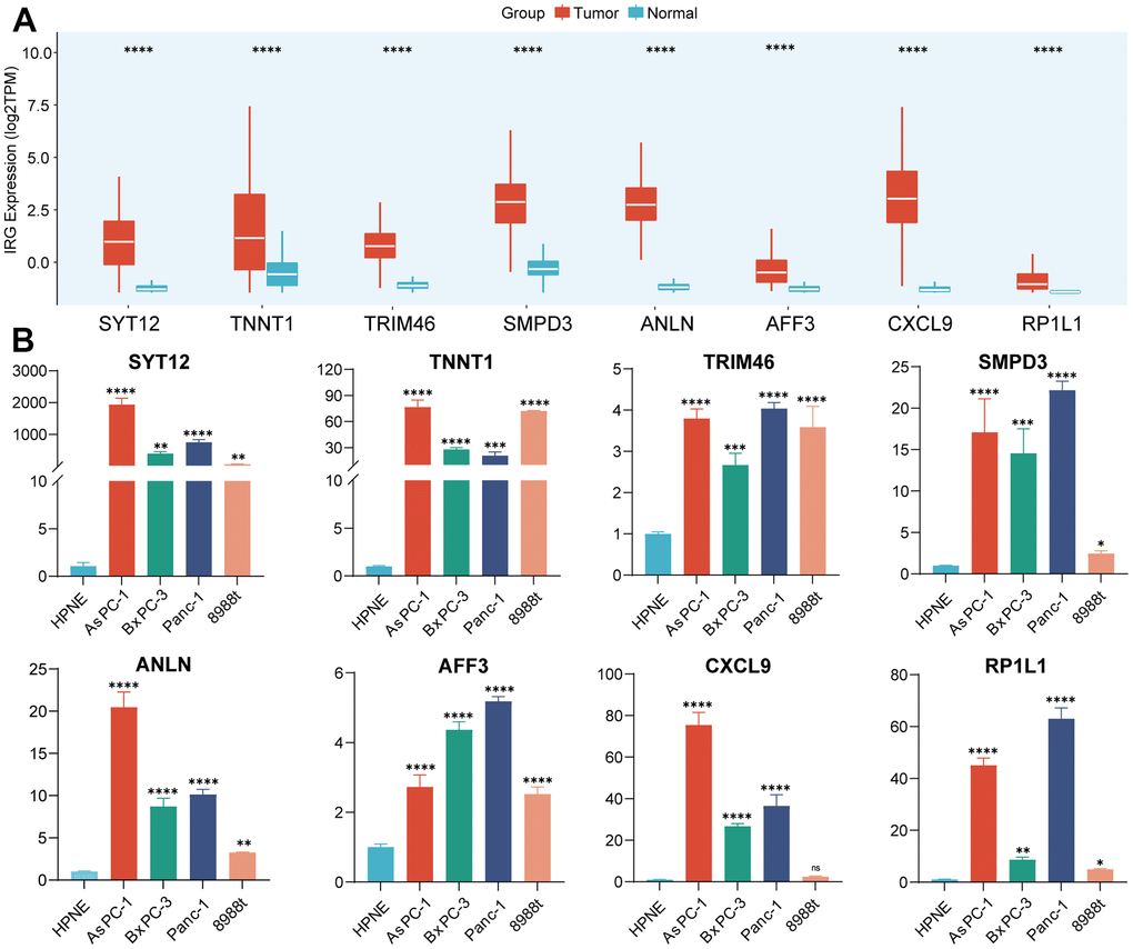 Validation of the expression of IRGs. (A) The expression of 8 IRGs genes in PC and normal pancreatic tissues. (B) RT-qPCR was conducted to validate the expression of 8 IRGs.