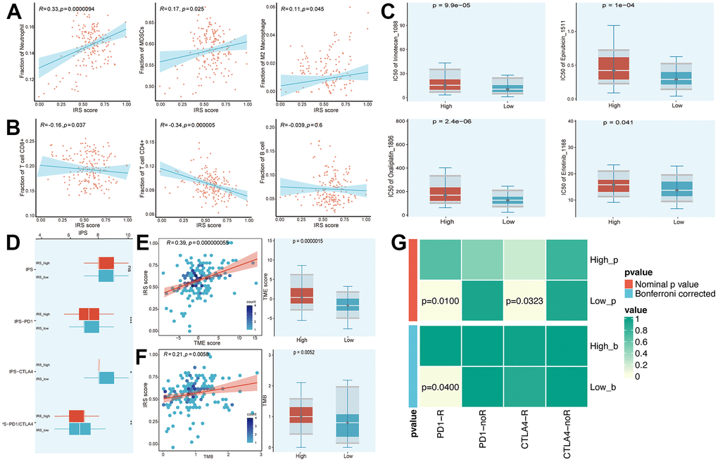 Prediction of chemotherapy and immunotherapy. (A, B) The relationship between the IRS score and the infiltration of immune cells. (C) Estimated IC50 of common chemical compounds between IRS