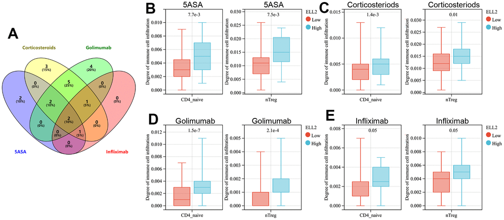 (A) The Venn diagram displays immune cells with differential infiltration between high and low levels of ELL2 expression across all treated cohorts. The differences in infiltration of B cells and iTregs between patients with high and low levels of ELL2 in UC cohorts treated with 5-ASA (B), corticosteroid (C), golimumab (D), and infliximab (E).