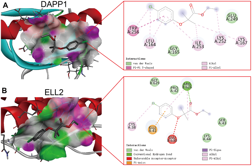 The optimal poses of the molecular docking between Clofibrate and DAPP1 (A) and ELL2 (B) presenting in both three-dimensional and two-dimensional formats.