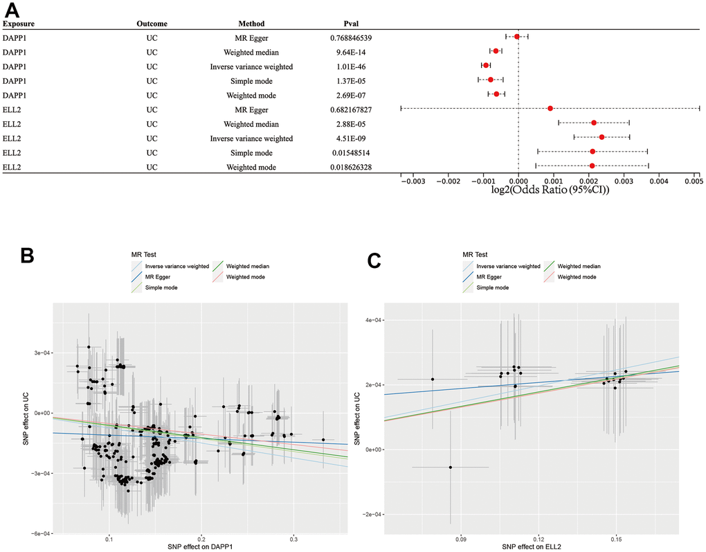 (A) Forest plot showing results from the Mendelian randomization analysis. (B) The scatter plot of five MR methods between DAPP2 and UC. (C) The scatter plot of five MR methods between ELL2 and UC.