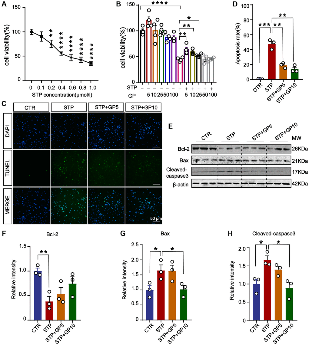 GP attenuated STP-induced cytotoxicity and inhibited apoptosis in primary hippocampal neurons. (A) STP inhibited cell viability in a dose-dependent manner. 0.4 μM of STP caused a decline of 50% in cell viability. n = 4. (B) GP rescued the cell viability with different concentrations (5–25 μM). n = 4. (C) TUNEL assay verified the inhibition of STP-induced (0.4 μM) apoptosis by GP (5 μM and 10 μM). Scale bar = 50 μm. (D) Quantification of the TUNEL/DAPI using ImageJ software. (E–H) Western blots and quantification of the relative protein expression levels (Bcl-2, Bax, and cleaved-caspase-3) after normalization to the β-actin signal. Data represent mean ± SEM, p-value significance is calculated from one-way ANOVA, n = 3. *P **P ***P ****P 