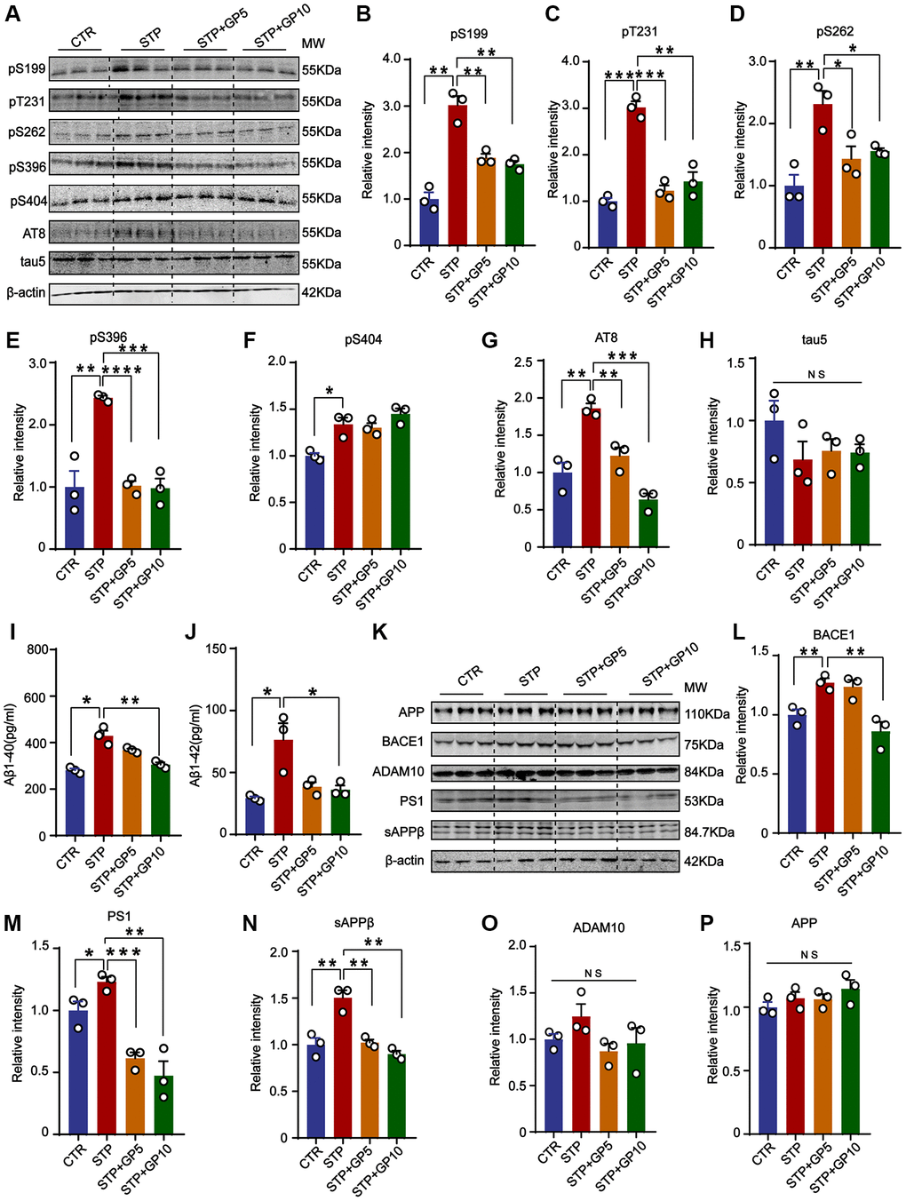 GP attenuated STP-induced tau phosphorylation and reduced Aβ generation in primary hippocampus neurons. (A) Western blot for tau phosphorylation levels at the sites of pS199, pT231, pS262, pS396, pS404, AT8 and total tau (Tau-5) in primary hippocampus neurons. (B–H) Quantification of the relative protein expression levels (pS199, pT231, pS262, pS396, pS404, AT8 and Tau-5) after normalization to the β-actin signal. (I, J) ELISA assay of the levels of Aβ40 and Aβ42 in rat primary hippocampal neurons. (K) Western blots for APP, BACE1, ADAM10, PS1 and sAPPβ in rat primary hippocampal neurons. (L–P) Quantification of the relative protein levels (BACE1, PS1, sAPPβ, ADAM10 and APP) after normalization to the β-actin signal. Data represent mean ± SEM, p-value significance is calculated from one-way ANOVA, n = 3. *P **P ***P ****P 