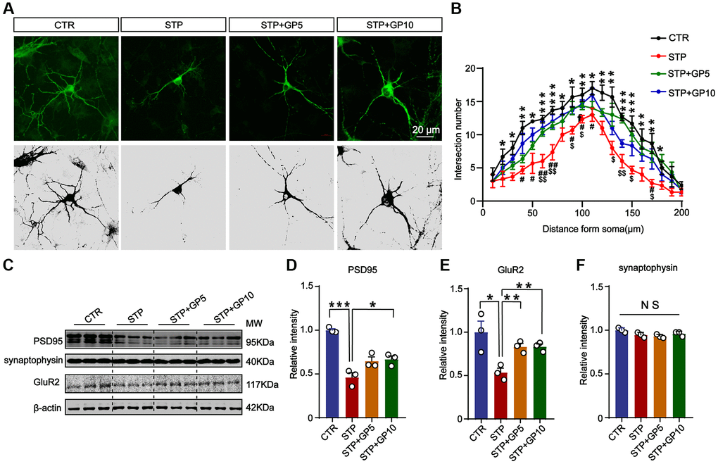 Effects of GP on neuronal dendrites and synaptic plasticity-related proteins in the hippocampus neurons. (A) Representative images of immunofluorescence staining for MAP-2 labeled neuronal dendrites; scale bar = 20 μm. (B) Sholl analysis of dendritic arborization of neurons in (A). (C) Representative Western blots of PSD-95, synaptophysin, and GluR2. (D–F) Quantitative analysis of PSD-95, GluR2, and synaptophysin after normalization to the β-actin signal. Data represent mean ± SEM, p-value significance is calculated from one-way ANOVA, n = 3. *P ***P #P ##P $P $$P 