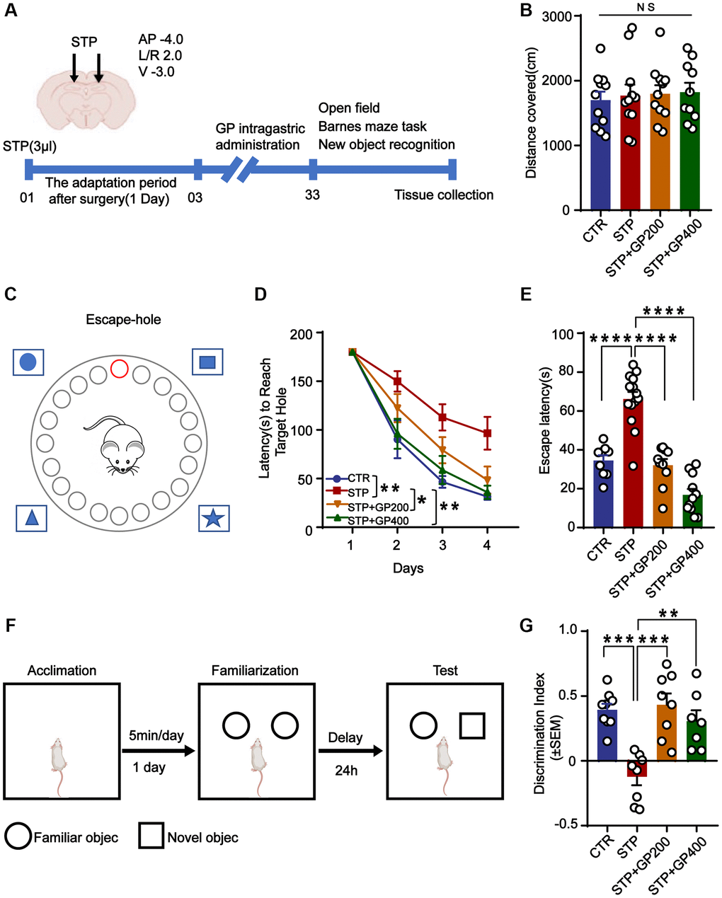 GP improves learning and memory impairment in STP-treated rats. (A) Study design timeline performed in the study. (B) The total distance was analyzed in the open-field test. (C–D) Escape latency in 4 days was analyzed in the Barnes maze test. (E) Escape latency on test day 5 was analyzed in the Barnes maze test. (F, G) The novel object recognition (NOR) test showed the measured recognition index of the new object within 24 hours. Data represent mean ± SEM, p-value significance is calculated from one-way ANOVA. *p **p ***P  ****P n represents the number of rats in each group. For (B), Control n = 11, STP n = 11, STP+GP200 n = 11, STP+GP400 n = 10. For (D, E), Control n = 9, STP n = 14, STP+GP200 n = 10, STP+GP400 n = 11. For (B), Control n = 9, STP n = 8, STP+GP200 n = 8, STP+GP400 n = 7.