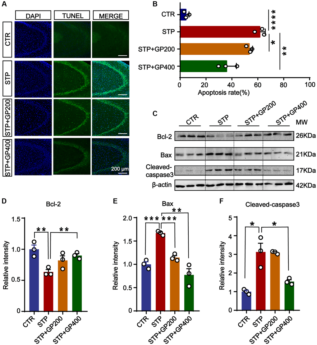 Effect of GP on neuronal apoptosis in the hippocampus of STP Rats. (A) Representative TUNEL-positive cells (green) in hippocampal CA3 region. Nuclei were stained with DAPI (in blue). Scale bar = 200 μm. (B) Quantification of the TUNEL/DAPI using ImageJ software. (C–F) Representative images and quantitative analysis of Western blotting for Bcl-2, Bax, and caspase-3 in the hippocampus after normalization to the β-actin signal. Data represent mean ± SEM, p-value significance is calculated from one-way ANOVA, n = 3. *p **p ***P ****P 