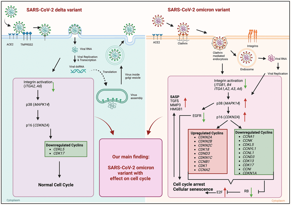 Graphical abstract of known differences of SARS-CoV-2 delta and omicron variant entry and findings of our study obtained from mRNA sequence data of 24 h post infection. Schematic overview of entry mechanisms of SARS-CoV-2 delta and omicron variants [5]. Delta variant (right panel) uses cell surface entry, by ACE2 and the protease TMPRSS2. Own data indicate a downregulation of the integrin activation without affecting p38 and p16 expression resulting in normal cell cycle. Omicron variant (right panel) prefers to use the clathrin-mediated endocytosis (CME) and cathepsin L as protease. Our results suggest the expression and activation of integrins (ITGB1, ITGB4, ITGA1, ITGA2, ITGA3, ITGA6) resulting an increase in p38 and p16. That increase in central kinases affects several cyclins, which in turn downregulates the retinoblastoma, increases the E2F transcription factors and results in cell cycle arrest and cellular senescence. Additionally, these changes lead to an increase in senescence-associated secretory phenotype (SASP). Thus, our findings indicate an influence of the altered cell entry mechanism of the omicron variant on the cell cycle. Created with https://www.BioRender.com.