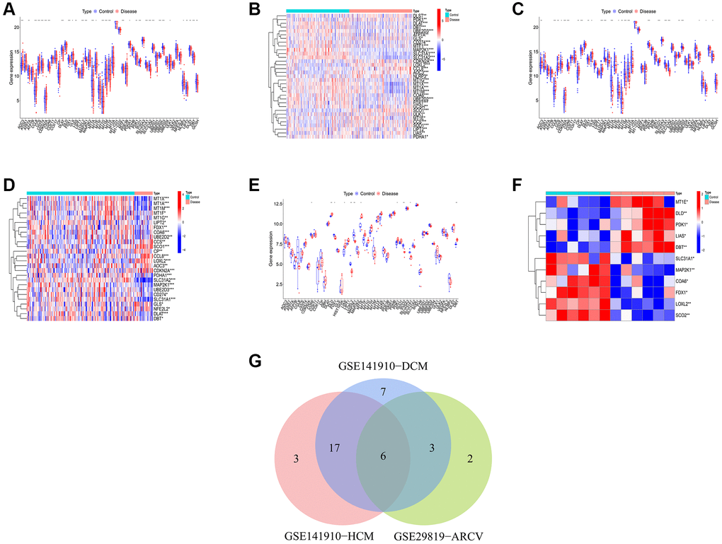 Identification of shared differential CRGs. (A, B) The box plot and heatmap of differential CRGs in DCM. (C, D) The box plot and heatmap of differential CRGs in HCM. (E, F) The box plot and heatmap of differential CRGs in ARVC. (G) The Venn diagram of differential CRGs shared by the three kinds of primary cardiomyopathy.
