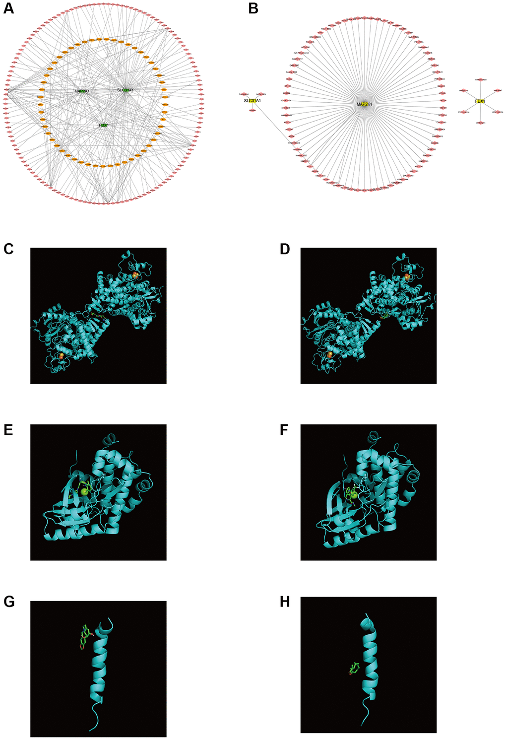 Regulatory molecular prediction of K-CRGs. (A) The ceRNA network of K-CRGs. (B) The targeted drug network of K-CRGs. (C) Forecast of combinative location between FDX1 and latamoxef (their combined free energy is -7.7). (D) Forecast of combinative location between FDX1 and glibenclamide (their combined free energy is -7.5). (E) Forecast of combinative location between MAP2K1 and dasatinib (their combined free energy is -9.8). (F) Forecast of combinative location between MAP2K1 and sorafenib (their combined free energy is -9.7). (G) Forecast of combinative location between SLC31A1 and lycorine (their combined free energy is -5.5). (H) Forecast of combinative location between SLC31A1 and parthenolide (their combined free energy is -5.1).