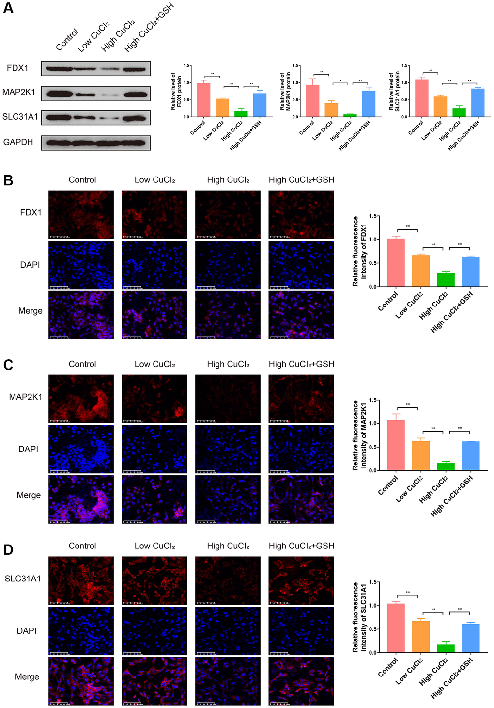 Effects of CuCl2 on the expression levels of three K-CRGs in AC16 cells. (A) The protein expression levels of three K-CRGs in AC16 cells (n = 3). (B–D) Typical immunofluorescence images and quantitative analysis of three K-CRGs in AC16 cells (n = 3). (*P **P 