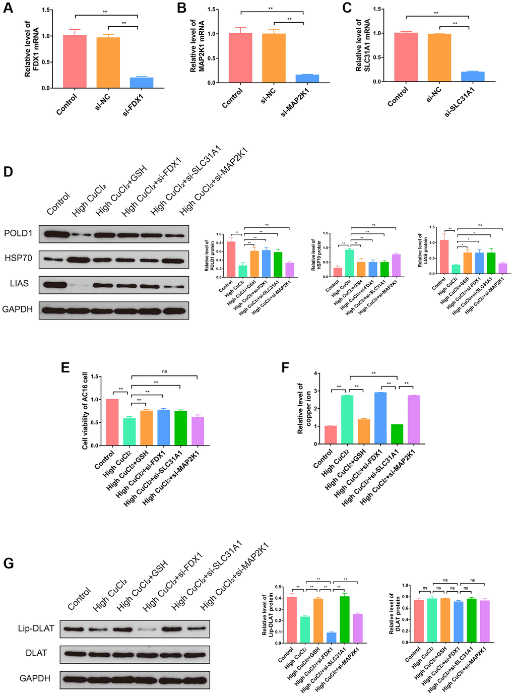 Effects of three K-CRGs on cuproptosis in AC16 cells. (A–C) The effect of siRNA knockdown on three K-CRGs. (D) The protein expression levels of POLD1, HSP70 and LIAS in AC16 cells after three K-CRGs were knocked down (n = 3). (E) The effects of three K-CRGs knockdown on AC16 cells viability. (F) The effects of three K-CRGs knockdown on copper ion levels in AC16 cells. (G) The protein expression levels of lipoylated DLAT and total DLAT in AC16 cells after three K-CRGs were knocked down (n = 3). (*P **P 