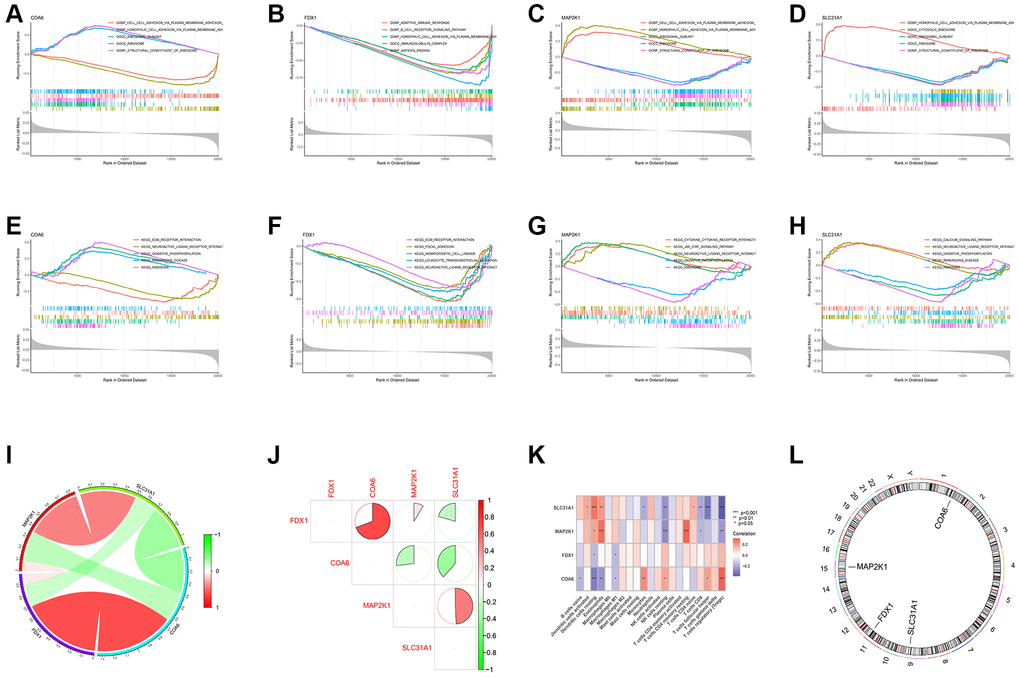 Functional analysis of four shared differential CRGs. (A–D) Single-gene GSEA GO analysis of four shared differential CRGs. (E–H) Single-gene GSEA KEGG analysis of four shared differential CRGs. (I, J) The correlation analysis of four shared differential CRGs. (K) The correlation analysis of four shared differential CRGs and immune cells. (L) The position of four shared differential CRGs on chromosome.
