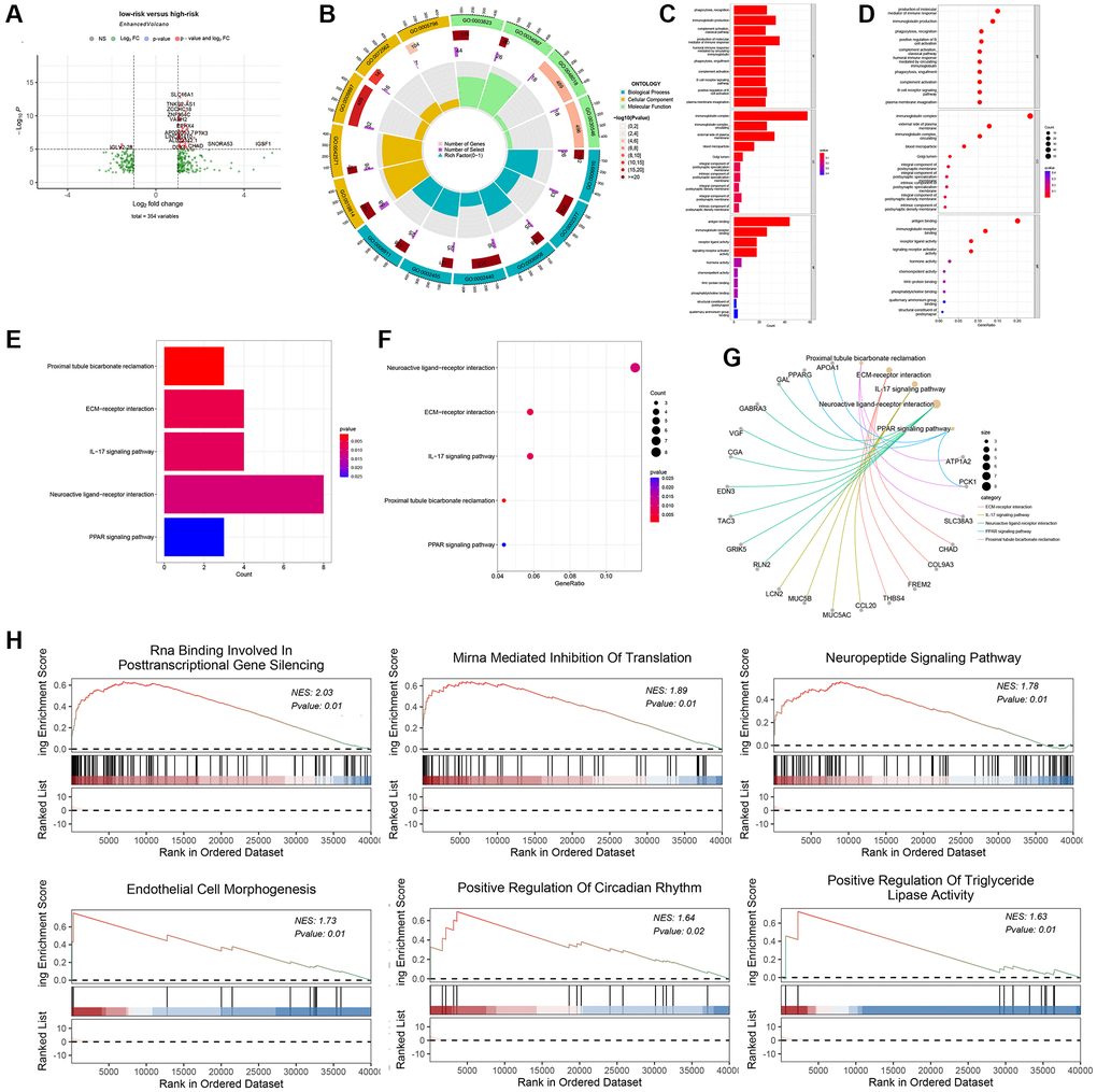 Biological function, and mechanism analysis. (A) Volcano plot of differentially-expressed genes (DEGs) between the high-risk group and low-risk group. (B) GO Circle plot (red, upregulated genes; blue, downregulated genes) show that Top 15 enriched GO terms in the BP category. (C) and (D) Plot of the enriched GO terms Go enrichment analysis for associated mRNAs with risk grouping. Y-axis represents the enriched GO terms; X-axis (C) represents the amount of the related mRNAs enriched in GO terms; X-axis (D) represents the ratio of the related mRNAs enriched in GO terms. (E) represents the amount of the related mRNAs enriched in KEGG pathways, X-axis. (F) represents the ratio of the related mRNAs enriched in KEGG pathways. (G) DEGs associated with the significant KEGG pathway. (H) GSEA showing the top six most significantly enriched signaling pathways.