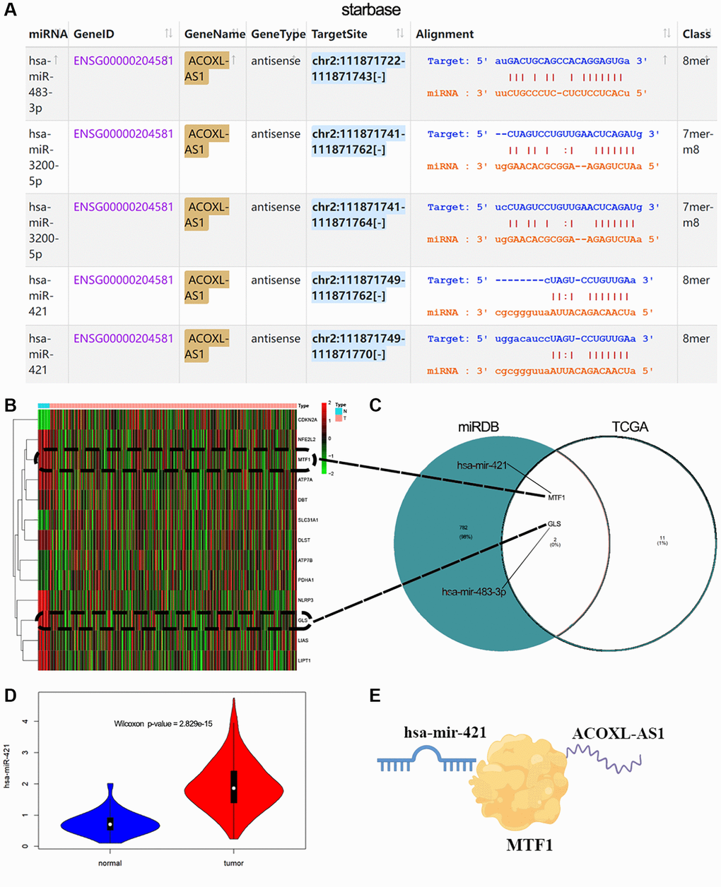 Construction of LncRNA-miRNA-mRNA networks. (A) StarBase V2.0 was used to analyze the interaction between lncRNAs and miRNAs. (B) Heatmap indicating cuproptosis-related genes show differential expression changes in normal and EEA tumor groups. (C) Venn diagram showing the common genes between TCGA and miRDB target genes. (D) miR-421 expression in normal or tumor group. (E) Schematic diagram for ACOXL-AS1-miR-421-MTF1 regulation.