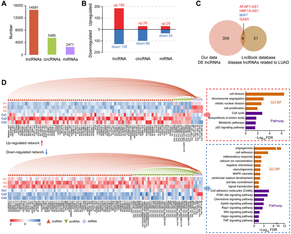 Identification and functional analysis of non-coding RNAs in LUAD. (A) Quantitative statistics of lncRNAs, circRNAs, and miRNAs. (B) Analysis of differentially expressed lncRNAs, circRNAs, and miRNAs between LUAD and non-tumor samples. (C) Annotation of LUAD-related lncRNA markers based on the LncBook database. (D) The relationship between miRNAs and lncRNAs or circRNAs, expression of non-coding RNAs in each sample, and the functional enrichment of downstream target genes.