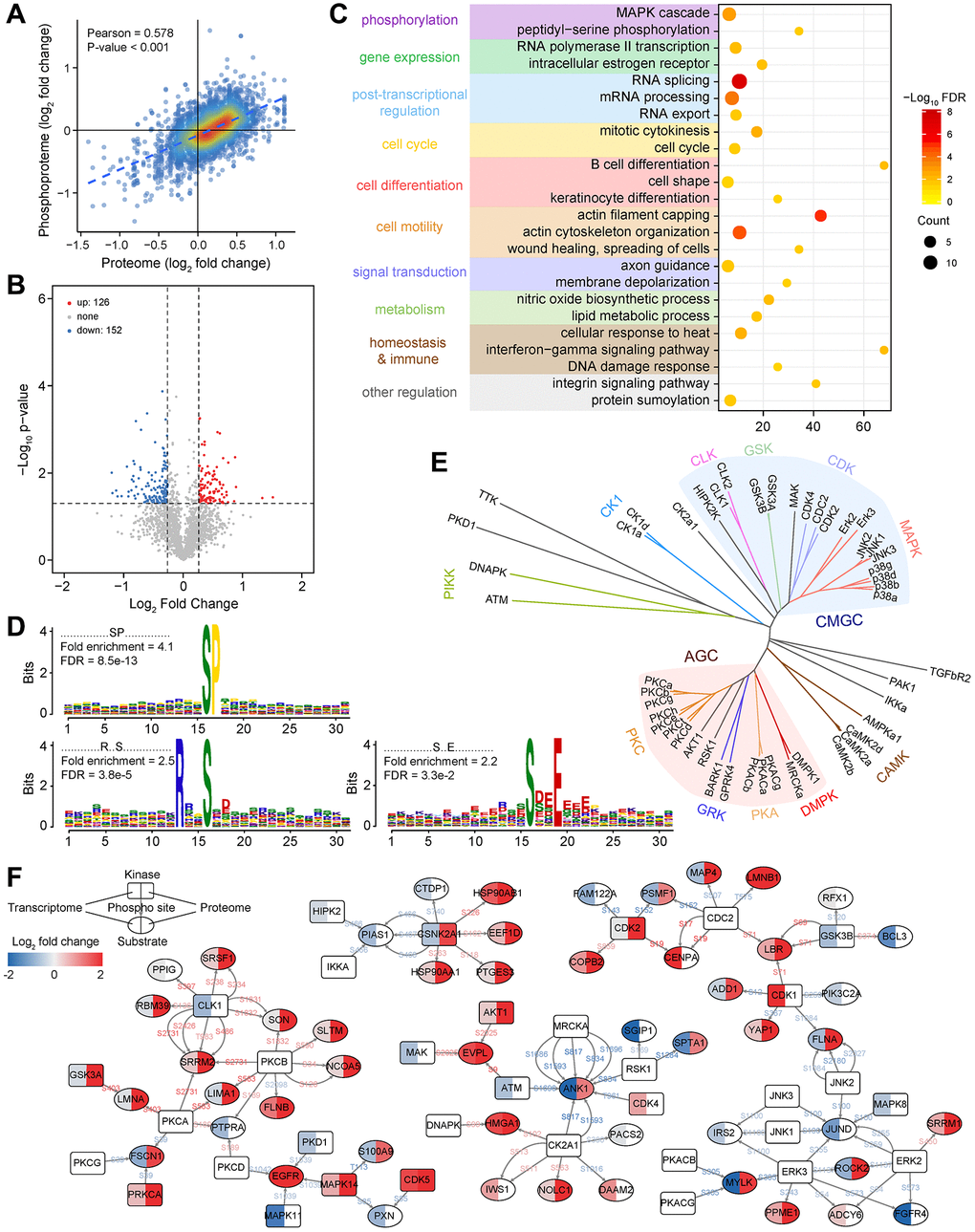 Functional characterization of phosphorylated proteins and construction of the kinase-substrate regulatory network. (A) Correlation between protein expression and its phosphorylation intensity. (B) Changes in the intensity of phosphosites between LUAD and non-tumor samples. (C) Functional enrichment analysis of phosphorylated proteins with differential phosphorylation. (D) Significantly enriched kinase motifs for phosphosites that are dysregulated in LUAD. (E) Kinase annotation and family analysis for dysregulated phosphosites. (F) A phosphorylation regulatory network constructed based on dysregulated phosphosites and annotated kinase-substrate relationship pairs in LUAD.