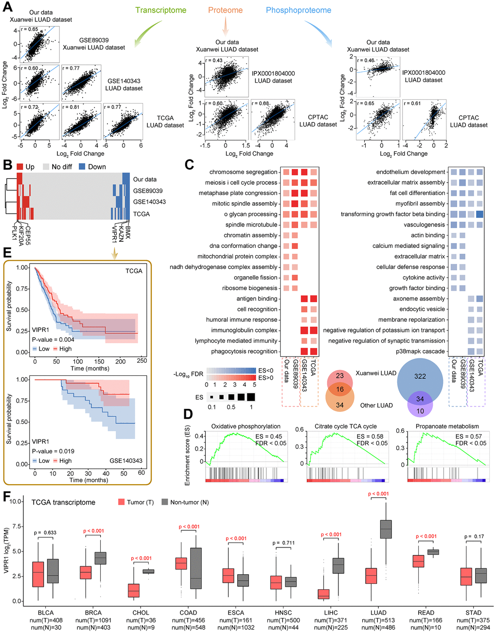 Comparative analysis of public data of LUAD expression profile. (A) The correlation between our dataset and previously published transcriptome, proteome, and phosphoproteome datasets of LUAD. (B) The heat map shows the dysregulated state of common genes among four transcriptome datasets. The label highlights six significant prognostic factors. (C) GSEA of four transcriptome datasets, the representative biological processes that are significantly activated or inhibited are shown. (D) Three representative metabolic pathways that are significantly activated in Xuanwei LUAD proteome by using GSEA. (E) Kaplan-Meier curves show the relationship between the overall survival time of LUAD patients and VIPR1 expression level in tumors according to publicly available LUAD datasets. (F). The expression of VIPR1 among pan-cancer settings.