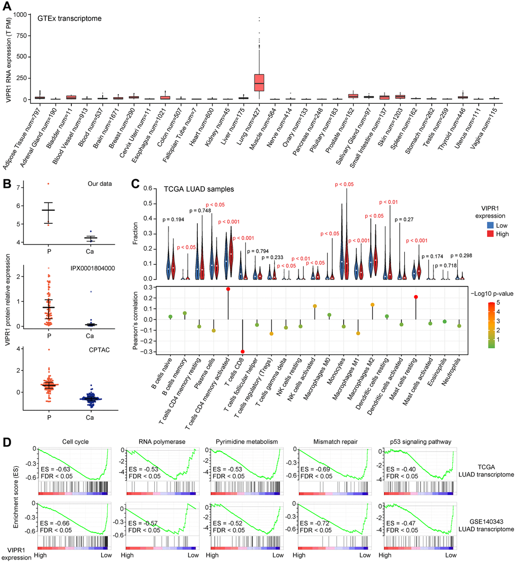 Analysis of VIPR1 expression characteristics in LUAD. (A) The tissue-specific expression of VIPR1 mRNA from GTEx. (B) Relative protein expression levels of VIPR1 in three LUAD proteomic data sets. (C) GSEA of the transcriptome of patients with high VIPR1 expression relative to patients with low VIPR1 expression according to TCGA and Chinese large-scale LUAD datasets. (D) Five representative pathways that are significantly enriched in the low VIPR1 expression group are shown.