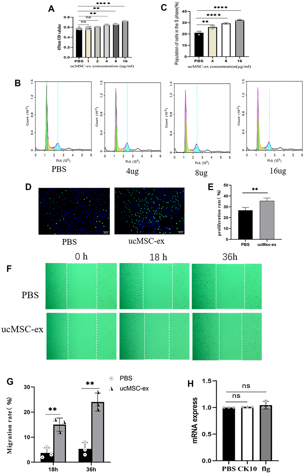 The effects of ucMSC-Ex on VK2 cell proliferation, migration, and differentiation. (A) CCK-8 assay measuring VK2 cell viability at different concentrations; (B) Flow cytometry analysis of cell cycle after co-culture for 18 hours; (C) Quantification of S-phase cell proportion; (D) EdU assay detecting VK2 cell proliferation after 24 hours of co-culture; (E) Quantitative analysis of EdU-positive cells; (F) Scratch assay showing ucMSC-Ex promotion of VK2 cell migration; (G) Quantification of cell migration; (H) Normalized expression levels of differentiation-related genes in ucMSC-ex treated group compared to PBS group.