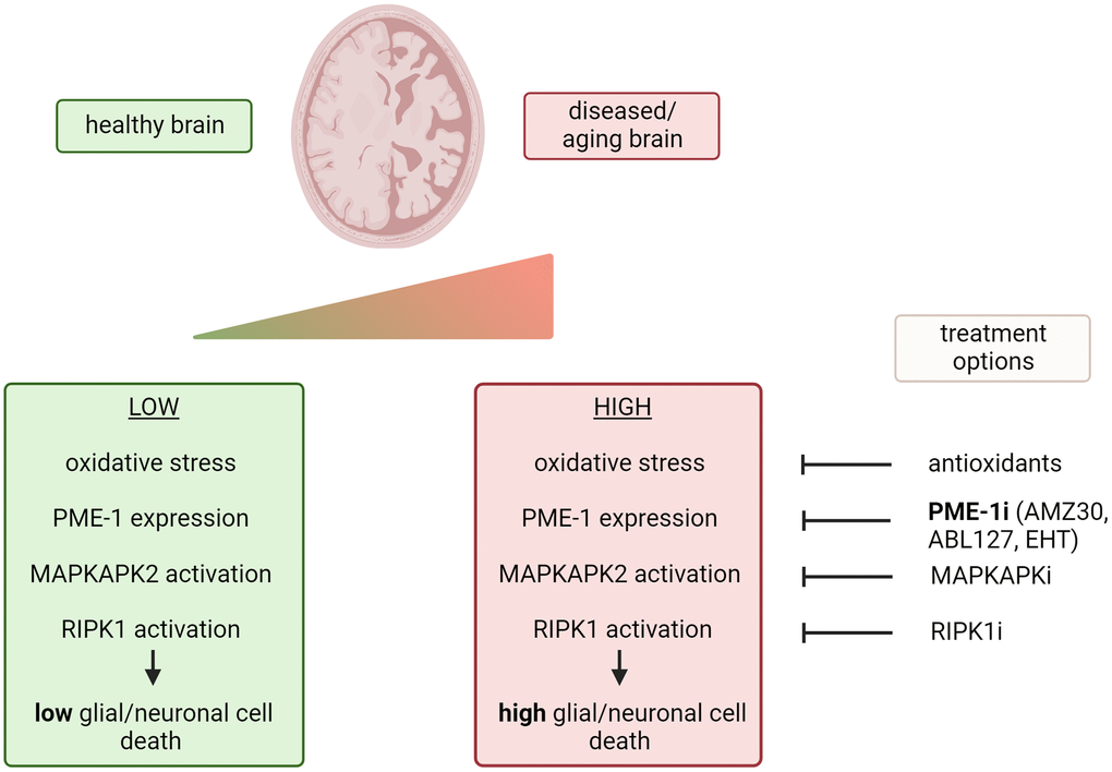 Possible therapeutic options to prevent glial and/or neuronal cell death induced by oxidative stress. i = pharmacologic inhibitor. Created with https://www.biorender.com/.
