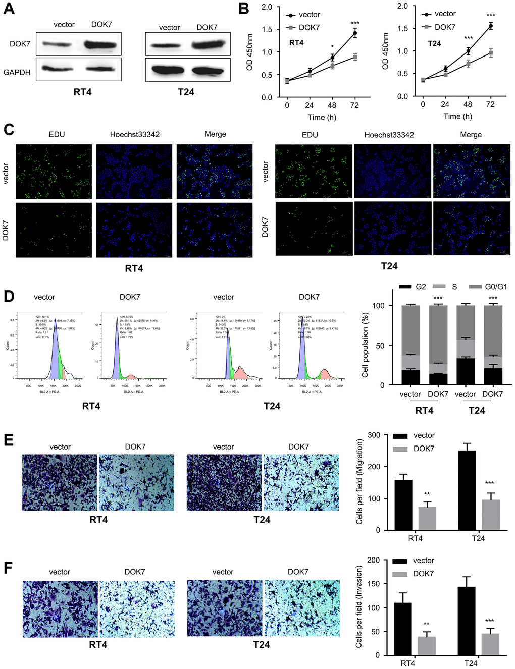 Overexpression of DOK7 inhibits the proliferation and invasion of BLCA cells. (A) DOK7 protein levels in the T24 and RT4 cells with or without DOK7 overexpression detected by WB; (B) Cell proliferation of T24 and RT4 cells with or without DOK7 overexpression was examined by CCK-8 assay at 0, 24, 48, 72 hours. DOK7 overexpression suppressed cell proliferation; (C) EdU staining in assay T24 and RT4 cells with or without DOK7 overexpression. Blue: nucleus; Red: EdU staining. Reduced EdU staining signal was observed in the DOK7 overexpression group; (D) Cell cycle detection of different groups (vector and DOK7) of T24 and RT4 cells by flow cytometry. DOK7 overexpression caused the cell cycle arrest at G1/S transition; (E, F) Transwell migration (E) and invasion (F) assays in T24 and RT4 cells with or without DOK7 overexpression. 5 random fields of each sample were counted at 100X magnification. Scale bar: 50 μm. Reduced migration and invasion were observed in the DOK7 overexpression group. **P ***P 