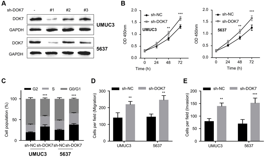 Knockdown of DOK7 promotes the proliferation and invasion of BLCA cells. (A) Validation of knockdown efficiency of DOK7 in UMUC3 and 5637 cell lines after the infection with lentivirus of sh-NC and sh-DOK7 (#1-3) by RT-qPCR. sh-DOK7 #1 showed the strongest silencing effect; (B) Cell proliferation of UMUC3 and 5637 cells with or without DOK7 knockdown was examined by CCK-8 assay at 0, 24, 48, 72 hours. DOK7 silencing promoted cell proliferation; (C) Cell cycle detection in different groups (sh-NC and sh-DOK7) of UMUC3 and 5637 cells by flow cytometry. DOK7 silencing promoted cell proliferation promoted cell cycle progression; (D, E) Transwell migration (D) and invasion (E) assays in UMUC3 and 5637 with or without DOK7 knockdown. 5 random fields of each sample were counted at 100X magnification. Scale bar: 50 μm. Enhanced migration and invasion were observed in the DOK7 silencing group. **P ***P 