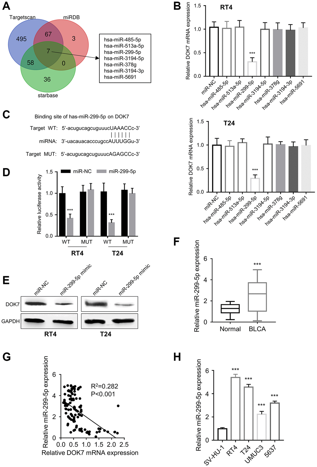 miR-299-5p targets DOK7. (A) DOK7-targeting miRNA candidates predicted by “starbase”, “Targetscan” and “miRDB” databases; (B) RT-qPCR analysis of DOK7 mRNA levels after the transfection of miR-NC or the miRNA mimics of hsa-miR-485-5p, hsa-miR-513a-5p, hsa-miR-299-5p, hsa-miR-3194-5p, hsa-miR-378g, hsa-miR-3194-3p and hsa-miR-5691; (C) The predicted binding site of miR-299-5p and DOK7 mRNA 3'UTR region by “TargetScan”; (D) Luciferase reporter assay to detect the binding ability of miR-299-5p to wild-type DOK7 and mutant DOK7 luciferase reporter; (E) WB detection of DOK7 protein levels in different groups (miR-NC, miR-299-5p mimic) of T24 and RT4 cell lines; (F) RT-qPCR detection of miR-299-5p expression in 108 pairs of BLCA cancer tissues and adjacent normal tissues; (G) Spearman correlation coefficient analysis of the relationship between DOK7 and miR-299-5p expression levels in BLCA tumor tissues; (H) RT-qPCR detection of miR-299-5p expression levels in BLCA cell lines and normal bladder cell line. ***P 