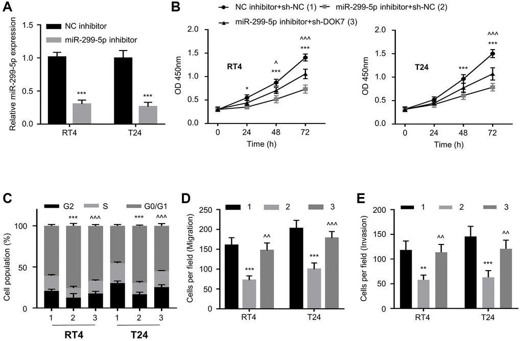 Knockdown of DOK7 reverses the effect of miR-299-5p inhibitor on BLCA cells. (A) RT-qPCR detection of miR-299-5p levels in different groups (NC inhibitor, miR-299-5p inhibitor) of T24 and RT4 cells; (B) Cell proliferation in different groups (NC inhibitor + sh-NC, miR-299-5p inhibitor + sh-NC, or miR-299-5p inhibitor+sh-DOK7) of T24 and RT4 cells was examined by CCK-8 assay at 0, 24, 48, 72 hours; (C) Cell cycle detection in different groups of T24 and RT4 cells by flow cytometry; (D, E) Transwell migration (D) and invasion (E) assays in different groups of T24 and RT4 cells. 5 random fields of each sample were counted at 100X magnification, scale bar: 50 μm. **P ***P 