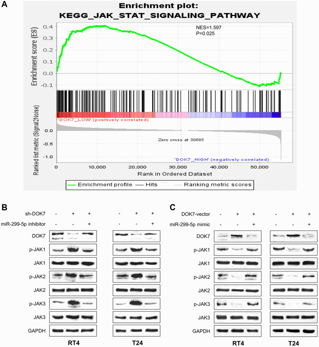 DOK7 negatively regulates JAK/STAT3 pathway in BLCA cells. (A) GESA analysis of TCGA BLCA dataset revealed that the low expression of DOK7 is associated with JAK/STAT signaling pathway activation; (B) WB detection of DOK7 protein level and phosphorylation levels of JAK1-3 as indicated in different groups (sh-NC+NC inhibitor, sh-DOK7+NC inhibitor and sh-DOK7+miR-299-5p inhibitor) of T24 and RT4 cells. (C) WB detection of DOK7 protein level and phosphorylation levels of JAK1-3 as indicated in different groups (vector+miR-NC, DOK7-vector+miR-NC and DOK7-vector+miR-299-5p mimic) of T24 and RT4 cells.