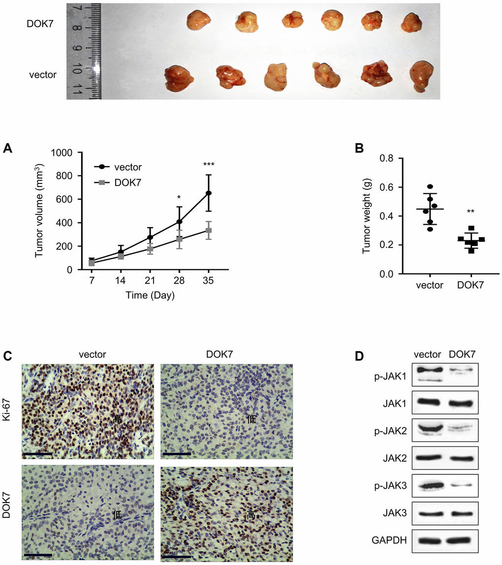 DOK7 overexpression suppresses the tumor formation of BLCA cells in vivo. (A) Tumor growth was measured every week after the inoculation of T24 cells carrying empty vector or DOK7 expression vector (n = 6 mice in each group); (B) The summary of tumor weight in different groups (vector and DOK7) after mouse sacrifice on day 35; (C) IHC staining of DOK7 and Ki-67 protein expression levels in different groups of tumor samples (vector and DOK7). Both DOK7 and Ki67 were stained as the dark signal in the nuclei, scale bar: 200 μm; (D) WB detection of the phosphorylation levels of JAK1-3 in different groups of tumor samples (vector and DOK7). *P **P ***P 
