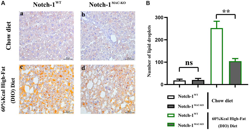 Effect of Notch-1MAC-KO on HFD-induced NAFLD mice. (A) Graphs of oil red O staining results. (B) Lipid droplet counting statistics. (**P N = 6).